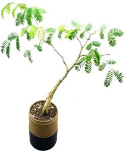 Tree in a Tube (Carry Box Version) – Size: ± 80*80*480mm – Min