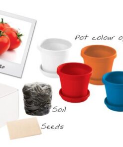 Tomatoes in a Box